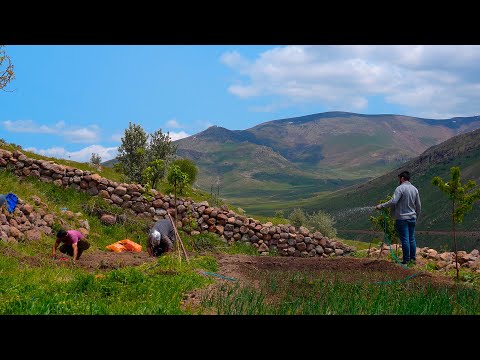 Dağda Organik Fasulye ve Patates Ekimi- Lezzetli Lahmacun