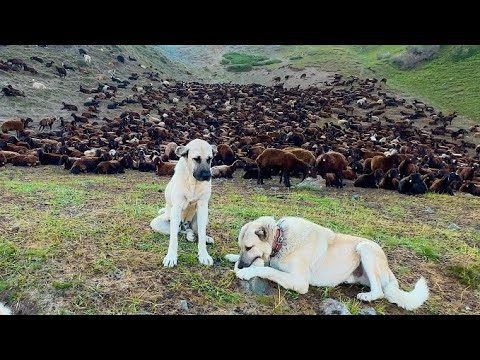 SARSILMAZ ÖLÜMLE BURUN BURUNA - EŞEKTEN DÜŞME VAKASI