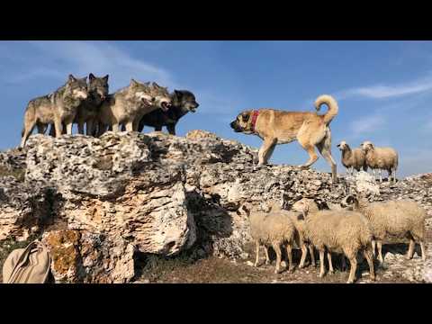 ANADOLU ASLANI KURTLARA GEÇİT VERMİYOR KISA BELGESEL