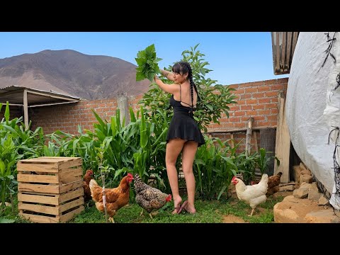 Criando GALLINAS con lo que cosecho en el CAMPO