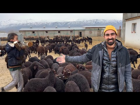 CESUR ANNEMLE BERABER ODUN TAŞIYOR--KUZULARA DIŞARIDA OT