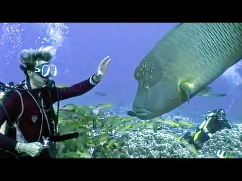 Polynésie Française : Plongée sous-marine dans un monde