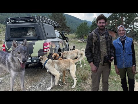 ORMANLARDA YÜRÜYÜŞ KÖPEKLERİN EVCİL KURT İLE BULUŞMA ANI