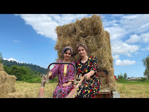 Village Life Collecting Straw with Farm Trailer for