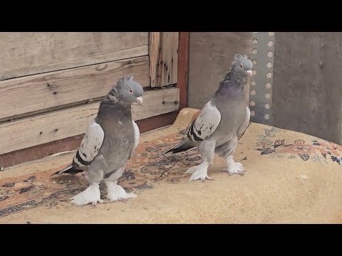 Madein Türkiye Tüm Meşhurların Kuşlarindan Bir kafile