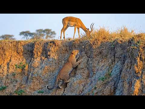 Genius Leopard Use Perfectly Silent Stealth Right Near The