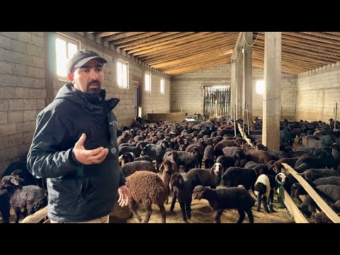 GÜNLÜK YEM MALİYETİ NE KADAR?-ARKADAŞIMIN ÇİFTLİĞİ