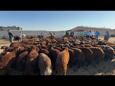 AĞUSTOS AYI HAYVAN PİYASASI SON DURUM( IĞDIR HAYVAN PAZARI )