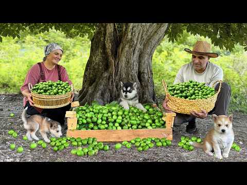 Hermit Family Harvesting Fresh Walnuts in Mountain Village