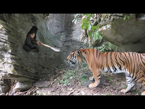 Building a Survival Shelter to Avoid Attacks from Wild