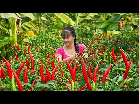 Amazing Sweet Chili Harvest After 2 Years Building Farm