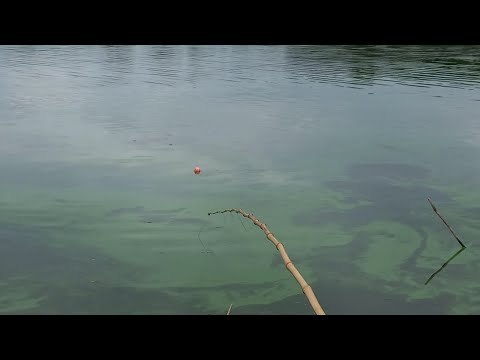 Pescaria de tilapia tucunare e Oscar no Rio marinheiro