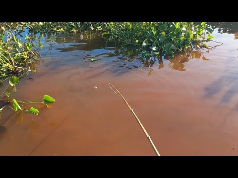 Sujou a água os peixes vieram era só jogar a isca viva da