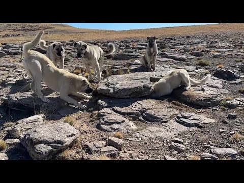 KÖPEKLERDEN KAÇARKEN TAŞIN ALTINA GİZLENDİ - KURT ULUMASI