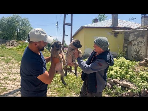 SİVASTAN YENİ YAVRULAR ALDIK
