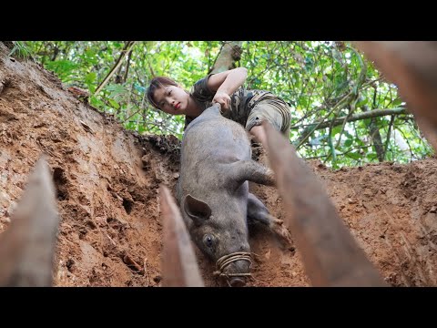Efforts to dig pits to trap wild boars, skills to trap wild