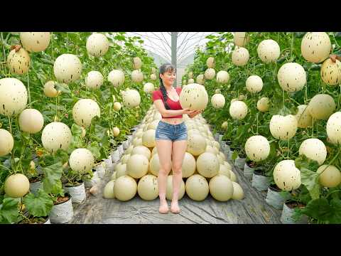 Harvesting Lots Of Japanese Milk Melon, Use Truck To