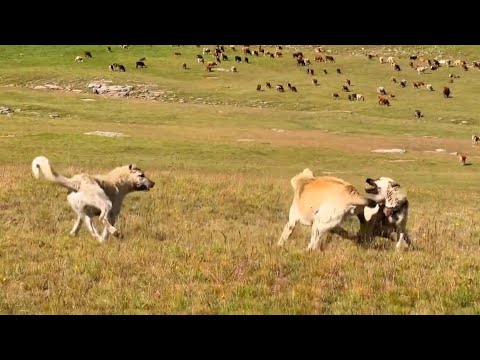 HIRÇO RAHAT DURMADI--YAYLADA BÜYÜKBAŞ HAYVANLAR VE