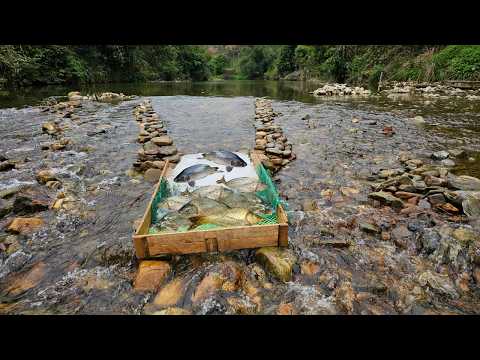 Ana's exceptional skill in crafting stream fish traps