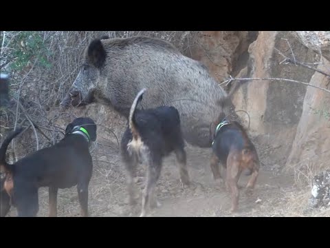 YİNE SAHADAYIZ Çivril Dağlarında Nefes Kesen Dev Azılı