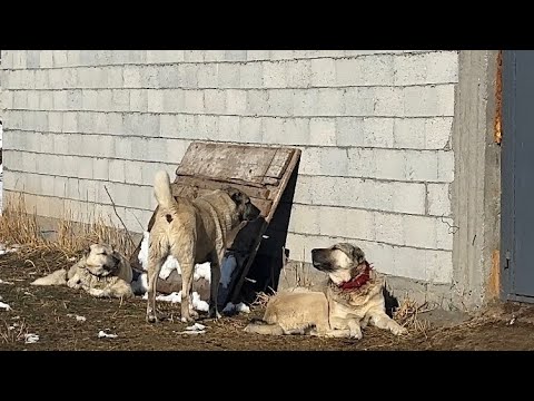 KÖPEKLER ARASINDA GERİLİM DEVAM EDİYOR - GÜNEŞLİ Bİ KIŞ GÜNÜ