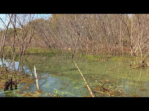 Pescaria caipira de tucunaré no bambu usando lambari vivo