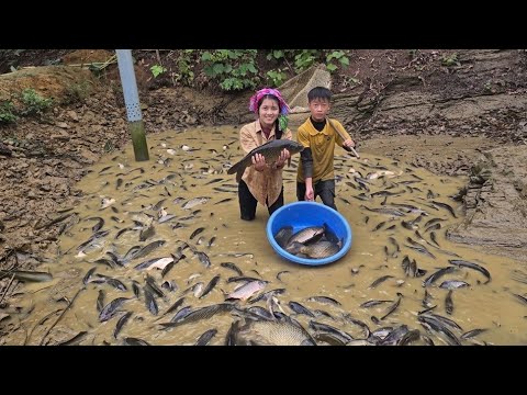 Draining the pond to catch and sell large carp: life in the