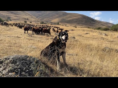 BÜTÜN KÖPEKLER BİR OLUP EMEKATAR BEŞOYA SALDIRDI -ŞAHİN ABİ