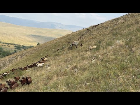 KÖPEKLERİN GECE SAVUNMASI-TAVŞAN KÖPEKLERİN ARASINDAN NASIL