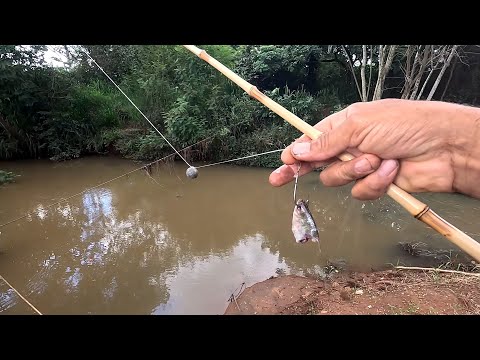 Pescaria Raiz no córrego do Rio eu não acreditei no que eu