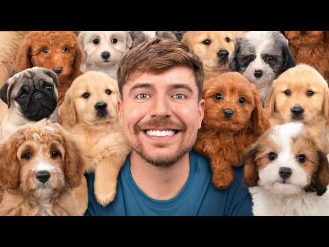 I Adopted 100 Dogs!