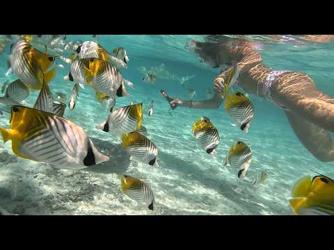 Plongée avec les raies et poissons papillons à Toopua sur