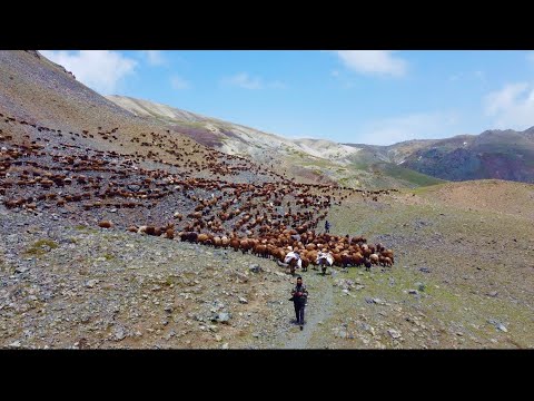 ŞAH YOLUNDA ZORLU GEÇİTLER-GÖLDE ÖRDEK VE YAVRULAR(15 BÖLÜM)