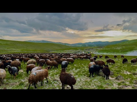 YAYLADA DOLU YAĞIŞI - GECE KÖPEKLERİN KURT MESAİSİ