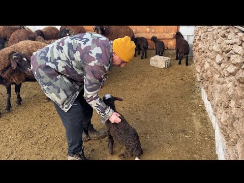 KUZULARDA KAS HASTALIĞI - BABAM SAMANLIĞI DOLDURUYOR CEMAL