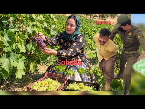 A normal day in a mountain vineyard suddenly turned into a