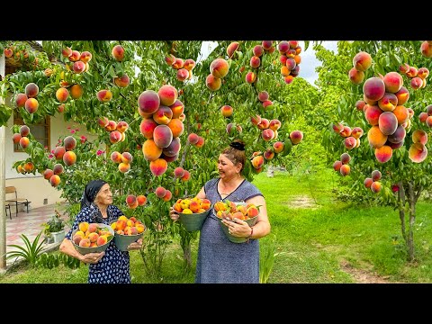 Harvesting Peach, Cornelian Cherry, Plum, Making Juice and