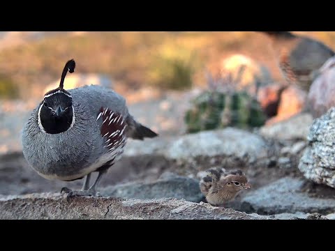 Loneliest Baby Quail in Southern Arizona