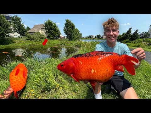Sight Fishing the FATTEST Wild Goldfish in the Neighborhood