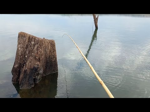 Pescaria de traíra e tucunare modalidade Raiz Rio