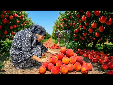Harvesting Fresh PEACHES | Homemade Juice, Jam & Golden