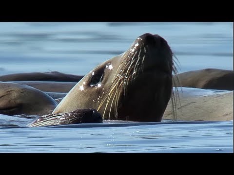 Orcas Attack Sea lion Nature's Great Events BBC Earth