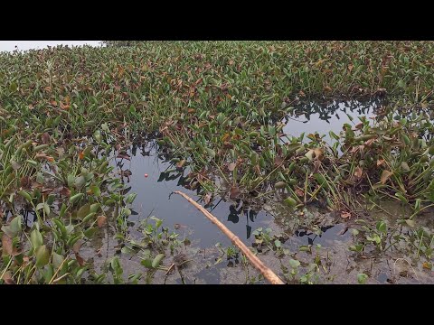 Pescaria de piau tucunare e traíra modalidade Raiz Rio turvo
