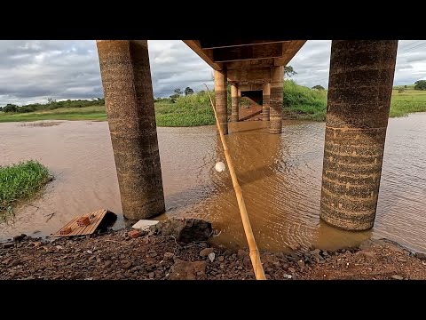 Pescaria de corvinas no bambu usando isca viva até às