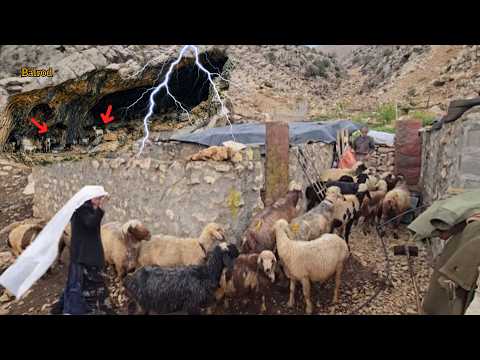 Storm and surprise of nomads and herds, goats lost in