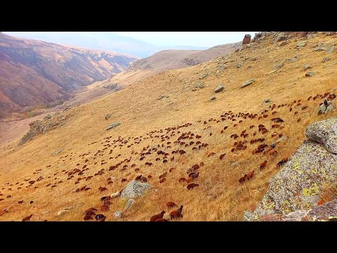 VADİ'DE KOYUN YAYMAK ( sonbahar güzelliği)