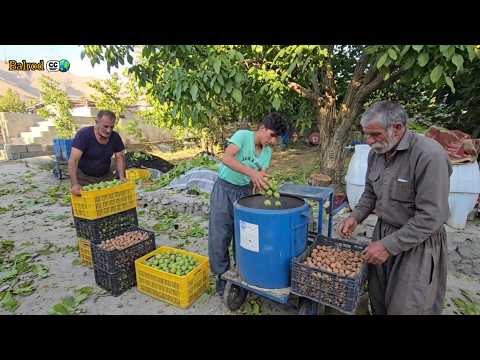 Walnut Harvest in Iran’s Nomadic Paradise: The Secrets of