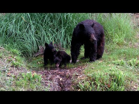 Momma bear and her 2 cubs Arizona Wildlife on my trail