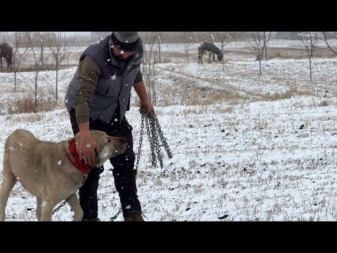 KARLI SABAHA UYANDIK - KÖPEKLERİN YERİNDE DEĞİŞİKLİK