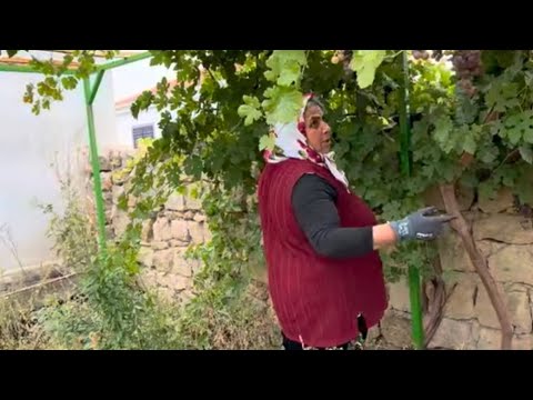 600 Kg ÜZÜM KESTİK CAFIYE YENGEME YARDIM ETTİK PEKMEZ NASIL